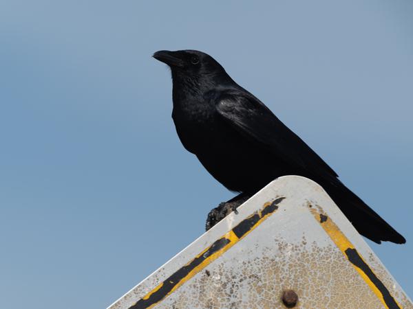 <h3><a href="/trips/orlando/biota/animalia/chordata/aves/040 passeriformes/054 corvidae/corvus ossifragus/corvus ossifragus-nl.html">Corvus&nbsp;ossifragus</a> / Fish&nbsp;crow / Viskraai</h3>OM-1 Mark II met M.300mm F4.0 + MC-14, 1/2000 sec  bij F5.6, ISO 250, afstand 11.0&nbsp;m